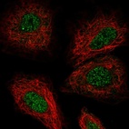 Immunofluorescent staining of human cell line A549 shows localization to nucleus.