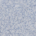 Immunohistochemical staining of human pancreas shows no positivity in exocrine glandular cells as expected.