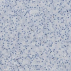 Immunohistochemical staining of human pancreas shows no positivity in exocrine glandular cells as expected.