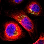 Immunofluorescent staining of human cell line U-2 OS shows localization to the Golgi apparatus.