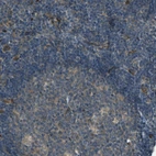 Immunohistochemical staining of human lymph node shows no positivity in non-germinal center cells as expected.