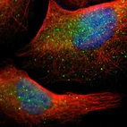Immunofluorescent staining of human cell line U-2 OS shows localization to cytosol.