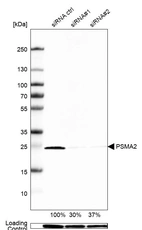 Western blot analysis in U2OS cells transfected with control siRNA, target specific siRNA probe #1 and #2, using Anti-PSMA2 antibody. Remaining relative intensity is presented. Loading control: Anti-GAPDH.