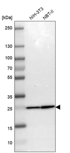 Western blot analysis in mouse cell line NIH-3T3 and rat cell line NBT-II.