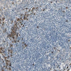 Anti-SELENOK Antibody
