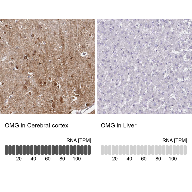 Anti-OMG Antibody