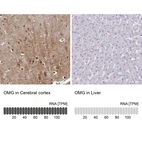Anti-OMG Antibody
