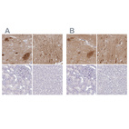 Immunohistochemical staining of human caudate nucleus, cerebral cortex, kidney and liver using Anti-OMG antibody HPA008206 (A) shows similar protein distribution across tissues to independent antibody HPA012693 (B).
