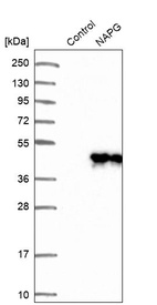 Western blot analysis in control (vector only transfected HEK293T lysate) and NAPG over-expression lysate (Co-expressed with a C-terminal myc-DDK tag (~3.1 kDa) in mammalian HEK293T cells, LY418393).