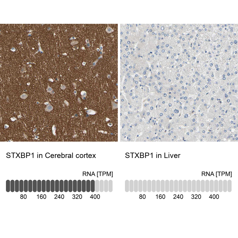Anti-STXBP1 Antibody