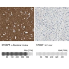 Anti-STXBP1 Antibody