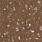 Immunohistochemical staining of human cerebral cortex shows strong positivity in neuropil.
