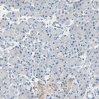 Immunohistochemical staining of human pancreas shows no positivity in exocrine glandular cells as expected.