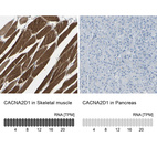 Anti-CACNA2D1 Antibody