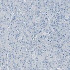 Immunohistochemical staining of human pancreas shows no positivity in exocrine glandular cells as expected.