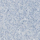 Immunohistochemical staining of human pancreas shows no positivity in exocrine glandular cells as expected.
