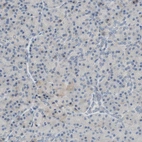 Immunohistochemical staining of human pancreas shows low positivity as expected.