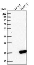 Western blot analysis in control (vector only transfected HEK293T lysate) and PLGRKT over-expression lysate (Co-expressed with a C-terminal myc-DDK tag (~3.1 kDa) in mammalian HEK293T cells, LY413043).