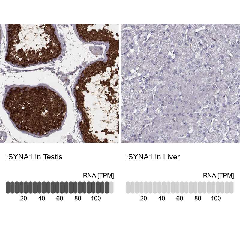 Anti-ISYNA1 Antibody