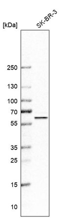 Anti-OXSR1 Antibody