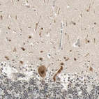 Immunohistochemical staining of human cerebellum shows moderate nuclear positivity in Purkinje and granular cell layers.