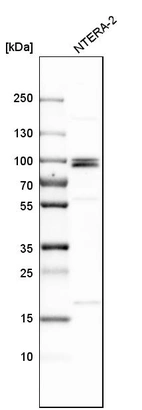 Western blot analysis in human cell line NTERA-2.