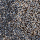 Immunohistochemical staining of human lymph node using Anti-ME2 antibody HPA008247.