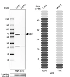 Western blot analysis in human cell lines A-431 and MCF-7 using Anti-ME2 antibody. Corresponding ME2 RNA-seq data are presented for the same cell lines. Loading control: Anti-GAPDH.