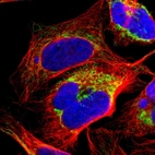 Immunofluorescent staining of human cell line U-2 OS shows localization to mitochondria.