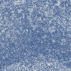 Immunohistochemical staining of human lymph node shows no positivity in non-germinal center cells as expected.