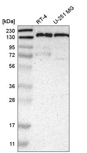 Anti-PPFIA1 Antibody