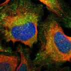 Immunofluorescent staining of human cell line U-2 OS shows localization to cytosol.