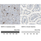 Anti-MAP2 Antibody