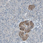 Immunohistochemical staining of human pancreas shows moderate to strong cytoplasmic positivity in islets of Langerhans.