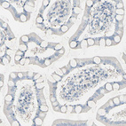 Immunohistochemical staining of human small intestine shows no cytoplasmic positivity as expected.