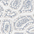 Immunohistochemical staining of human small intestine shows no cytoplasmic positivity as expected.