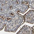 Anti-ARHGAP1 Antibody