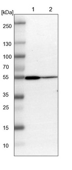 Anti-ARHGAP1 Antibody