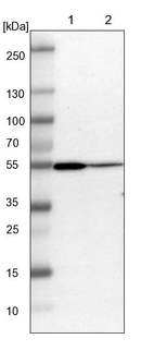 Lane 1: NIH-3T3 cell lysate (Mouse embryonic fibroblast cells)_br/_Lane 2: NBT-II cell lysate (Rat Wistar bladder tumour cells)