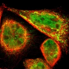 Immunofluorescent staining of human cell line A-431 shows localization to nucleoplasm & mitochondria.