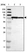 Anti-MCCC1 Antibody
