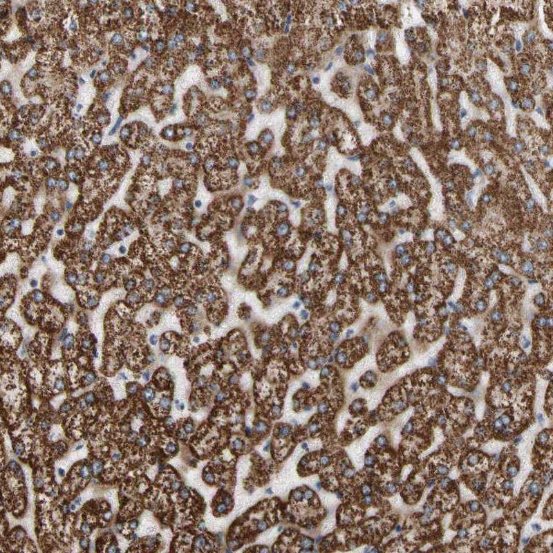 Anti-FAM110B Antibody