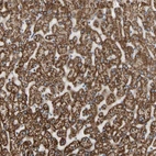 Anti-FAM110B Antibody