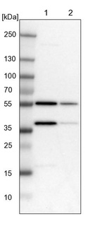 Lane 1: NIH-3T3 cell lysate (Mouse embryonic fibroblast cells)_br/_Lane 2: NBT-II cell lysate (Rat Wistar bladder tumour cells)