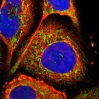 Immunofluorescent staining of human cell line A-431 shows localization to mitochondria.