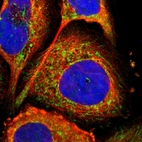 Immunofluorescent staining of human cell line A-431 shows localization to mitochondria.