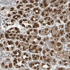 Anti-DPY19L3 Antibody