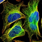 Immunofluorescent staining of human cell line U-2 OS shows localization to microtubules.