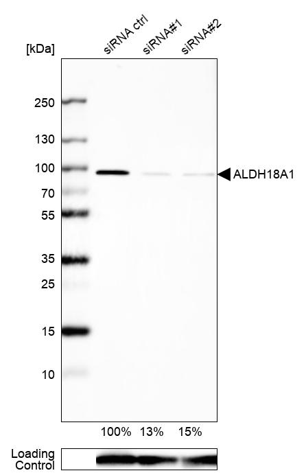 Anti-ALDH18A1 Antibody