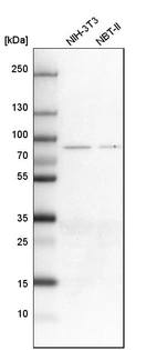 Western blot analysis in mouse cell line NIH-3T3 and rat cell line NBT-II.